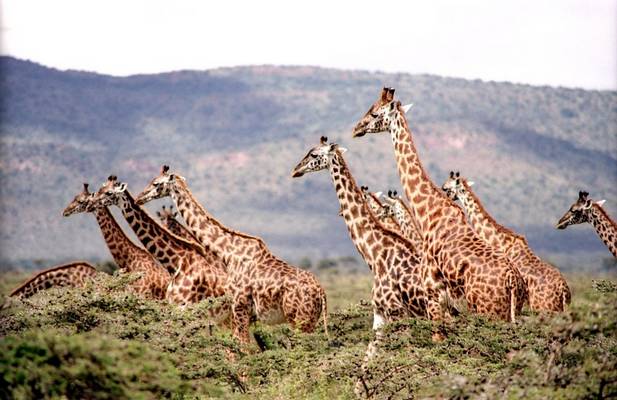 Igen, csak a fiatal zsiráfok később elvadulnak