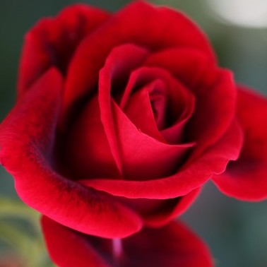 Az alábbi képek közül válaszd ki a rózsát!