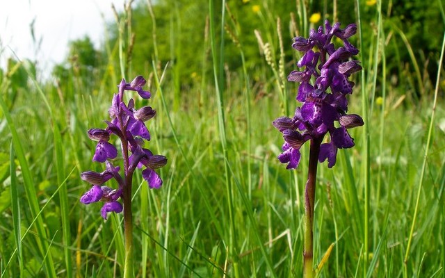 Agárkosbor: az orchideafélék családjába tartozó védett növény.