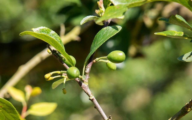Gyümölcsfák és -bokrok érett gyümölcs nélkül. Felismered például az almafát vagy az eperbokrot?