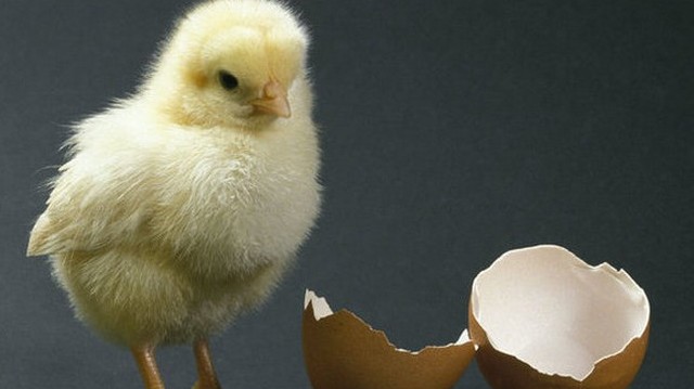 Hány nap, míg a tojásból csibe lesz?