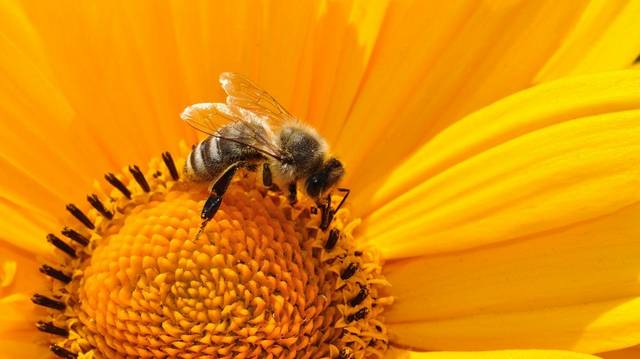 Hogy hívják a méhek lárváit?