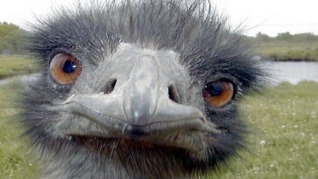 Jelenleg az emu a világ második legnagyobb madara. Nézni azt tud, igaz?