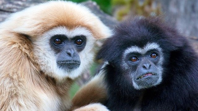 Emlős. Az emberszabású majmok közül csak ők élnek monogám kapcsolatokban.