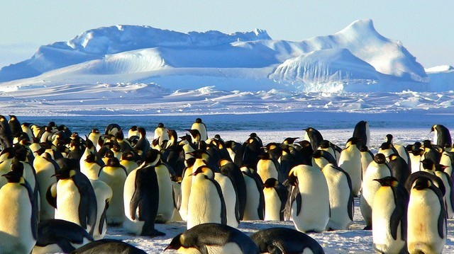 Hol élnek a pingvinek?