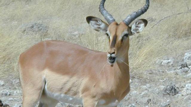 Emlős. Az impala az afrikai kontinens egyik legfőbb zsákmányállata. Szegény...