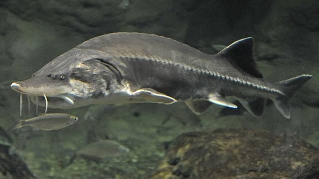 Csontos hal. Ikrájából készítik a híres fekete kaviárt. Akár 7 méteresre is megnőhet.