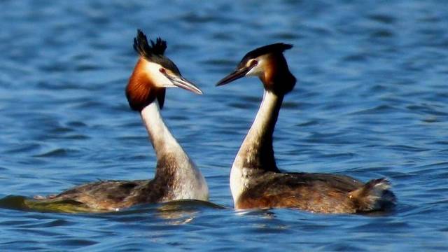 Madár. Úszó és bukó madár. Mikor hideg a víz, a szülők általában a hátukon szállítják a fiókáikat.