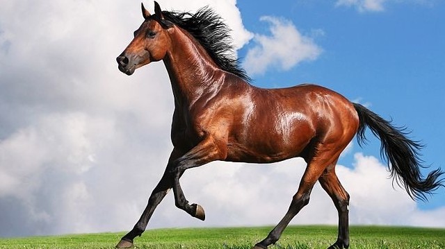 Hogy nevezzük a fajtatiszta, kiváló lovakat?