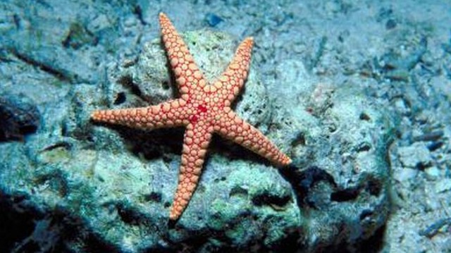 A tengeri csillag állat vagy növény?