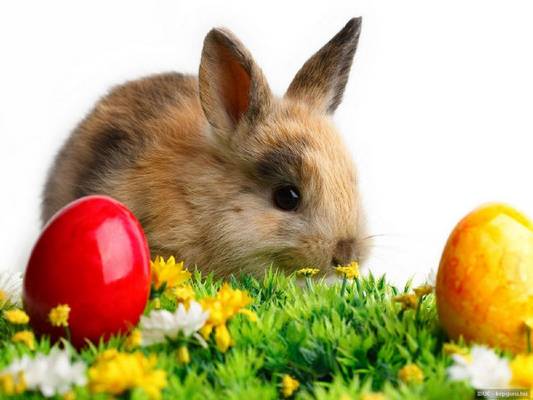 Honnan ered a húsvéti nyúl, mint jelkép?