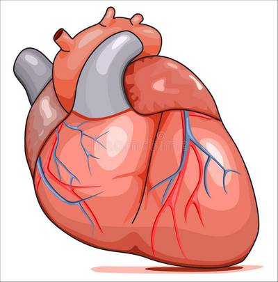 Hány üregű az emberi szív?