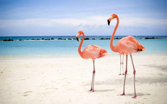Hány évig élhet egy flamingó?