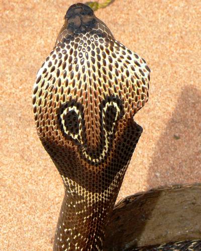 Hány centiméter hosszú  átlagosan a pápaszemes kobra?