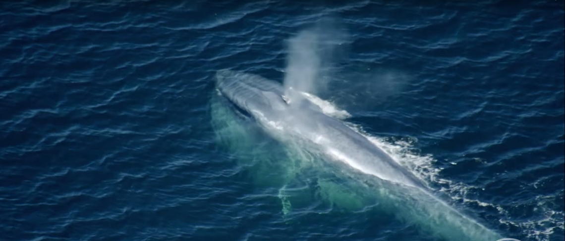 Hány tonna egy kifejlett kék bálna?
