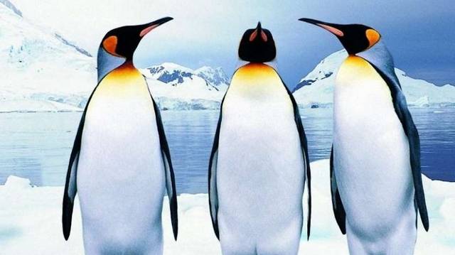 Pingvin. Szinte kizárólag a Föld déli féltekéjén élnek, Többnyire Dél-Amerika mérsékelt övi partvidékén és a környező szigeteken. Két fajuk az Antarktisz partvidékén telepedett meg. (Wikipédia)