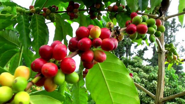 Melyik ország a világ legnagyobb kávé termelője?