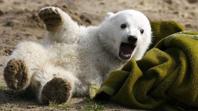 Ő a Berlini Állatkert híres jegesmedvéje