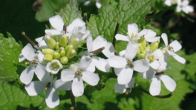 Kányazsombor a keresztesvirágúak rendjébe, a káposztafélék családjába tartozó növényfaj.
