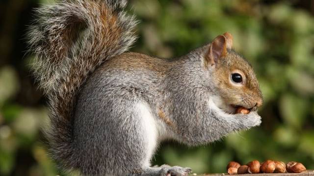 A mókus kedvence a toboz, képes egy nap, több mint 100 db-ot megenni belőle.