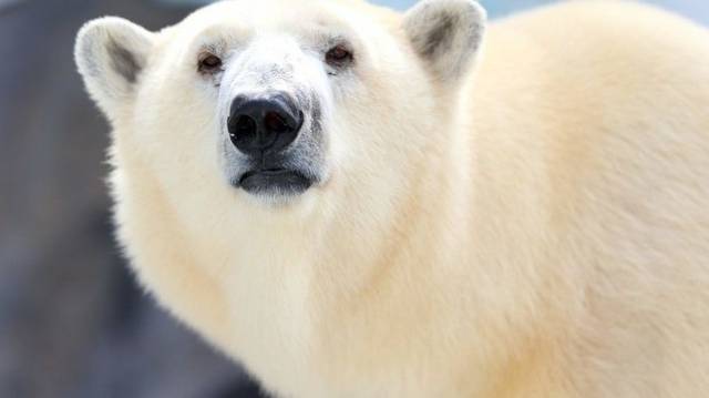 Igaz e, hogy a jegesmedve téli álma a leghosszabb?
