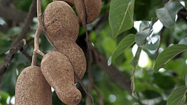 A képen a kolbászfa (nem ehető) termése látható, amelyről a fa kapta a nevét. Vajon melyik kontinensen honos meg ez a fa?