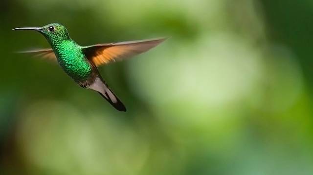 Melyik igaz a kolibrire?