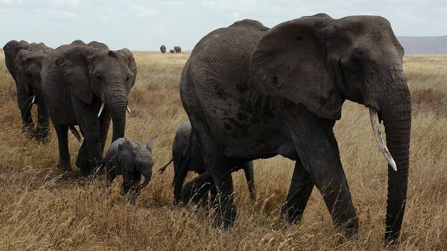 Melyik földrészen van a serengeti nemzeti park?