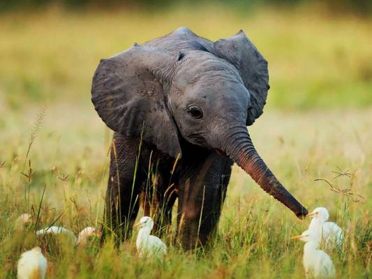 Hány hónapig vemhes az elefánt?