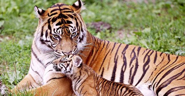 Mi a bengáli tigris másik neve?