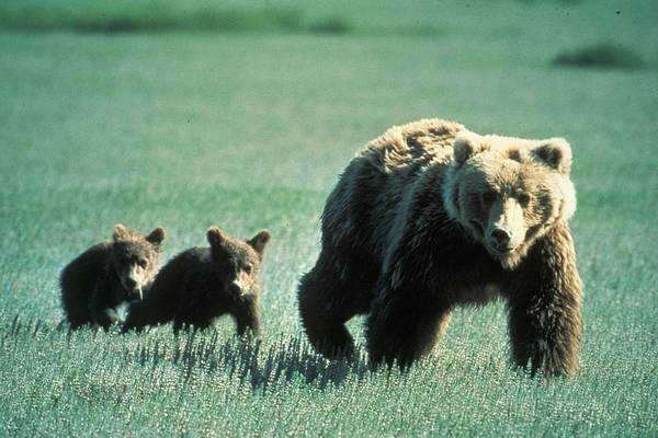 Hol honos a grizzly medve?