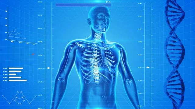 Az emberi testben hány gerincvelői ideg található?