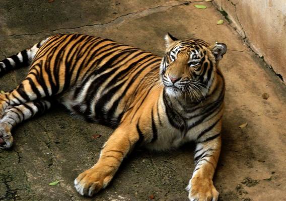 Fenséges nagyvad melyik tigris?