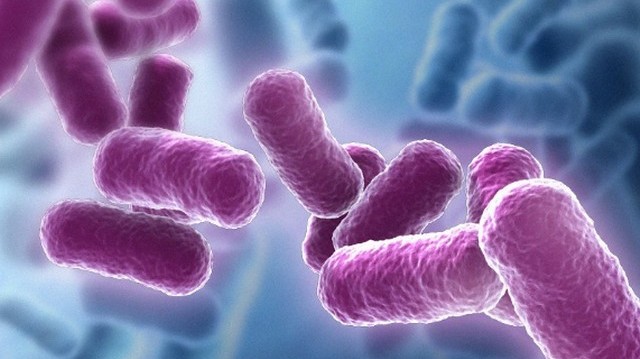 Melyik betegség kórokozója a Koch-bacillus?