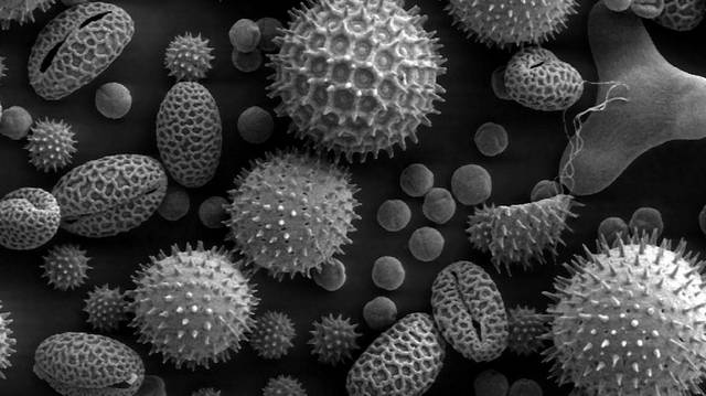 Melyiknek a része a pollen az alábbiak közül?