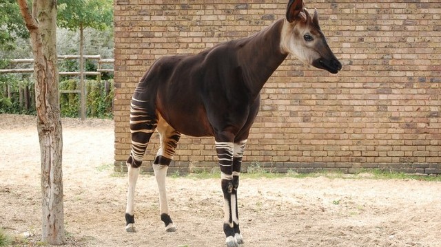 Okapi - afrikai vad - zsiráfféle