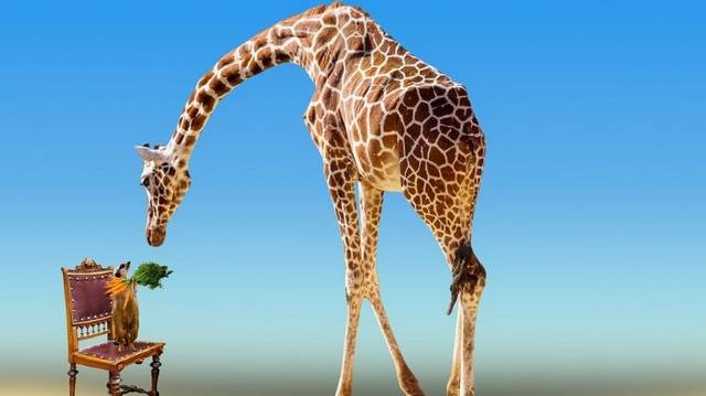 Tudod-e hány nyakcsigolyája van a zsiráfoknak?