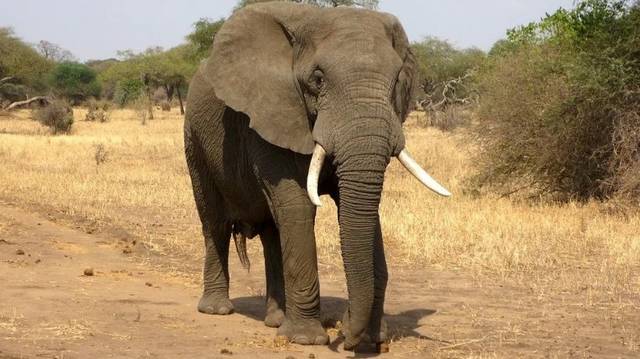 Kb. milyen súlyú az afrikai elefánt hím egyede?