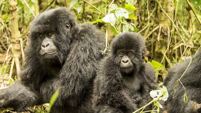 A Vörös lista szerint milyen veszélyeztetettségű a hegyi gorilla ?