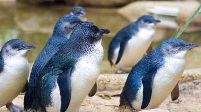 A császárpingvin a legnagyobb testű pingvin. De melyik a legkisebb?