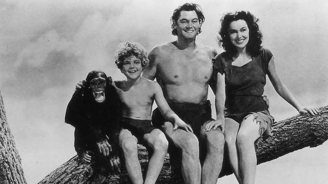Hány évig élt Csita, a Tarzan-filmekben főszereplő csimpánz?