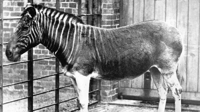Hogyan nevezik a zebra egy kihalt alfaját, amely abban különbözött a többi zebrafajtól, hogy a megszokott sávos minta kizárólag a teste első részén volt látható?