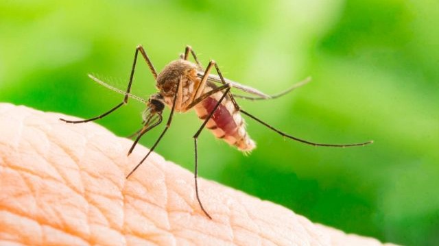 Melyik szerves vegyület termelődik testünkben a szúnyogcsípés közömbösítésére?