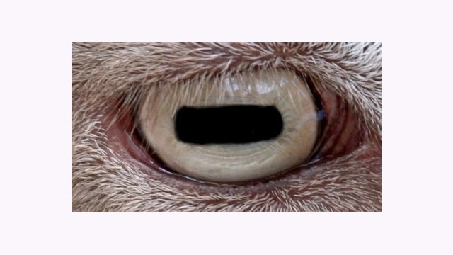 Ennek az állatnak négyszögű pupillája van. A pupillák szélessége miatt látószöge 330 fokos, míg az emberé csupán 180 fokos. Melyik ez az állat?