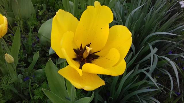 Milyen alakú virág a tulipán?