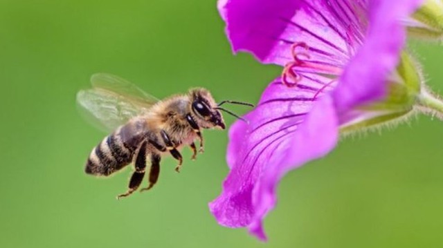 Mekkora távolságot képes "tankolás" nélkül megtenni egy háziméh?