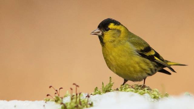 Hazánkban leginkább átvonulóként és téli vendégként előforduló, 12 cm nagyságú madár, rovarokat és magokat is eszik.