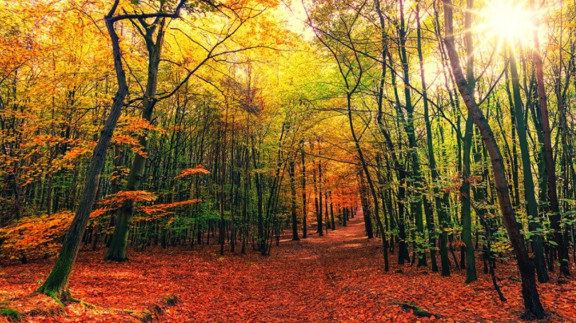 Kinek a verse: Itt van az ősz, itt van ujra,
S szép, mint mindig, énnekem.