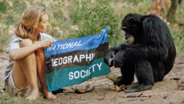 Jane Goodall legismertebb munkája a Gombe Nemzeti Park csimpánzainak tanulmányozása volt. Melyik országban?