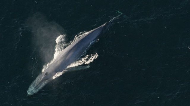 A kék bálna a párosujjú patások (Artiodactyla) rendjébe, ezen belül a barázdásbálna-félék (Balaenopteridae) családjába tartozó faj.